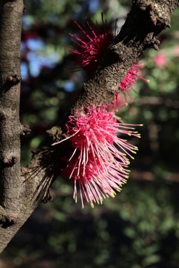 APII jpeg image of Hakea obtusa  © contact APII