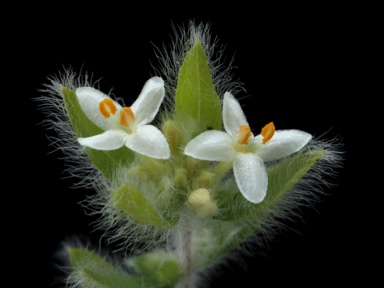 APII jpeg image of Pimelea venosa  © contact APII