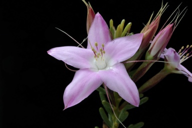 APII jpeg image of Calytrix glutinosa  © contact APII