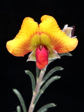 APII jpeg image of Dillwynia uncinata  © contact APII