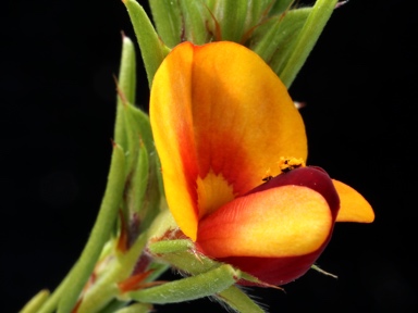 APII jpeg image of Pultenaea setulosa  © contact APII