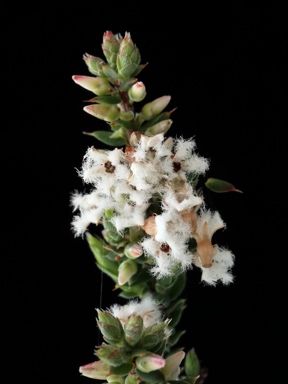 APII jpeg image of Leucopogon attenuatus  © contact APII
