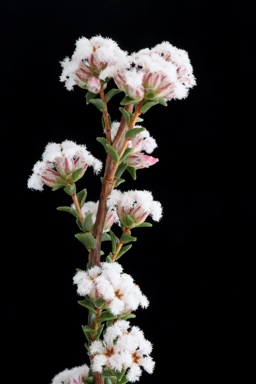 APII jpeg image of Leucopogon costatus  © contact APII