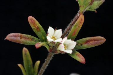 APII jpeg image of Boronia ledifolia  © contact APII