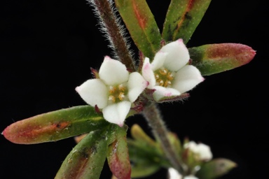 APII jpeg image of Boronia ledifolia  © contact APII