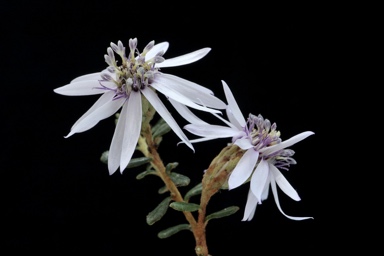 APII jpeg image of Olearia iodochroa  © contact APII