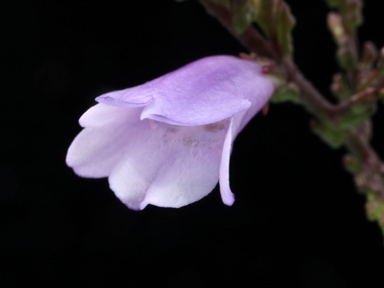 APII jpeg image of Eremophila gibbifolia  © contact APII