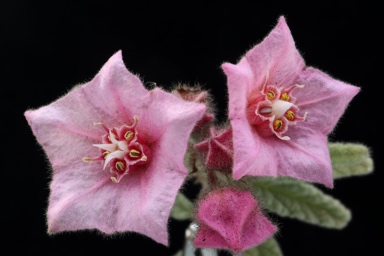 APII jpeg image of Commersonia magniflora subsp. magniflora  © contact APII
