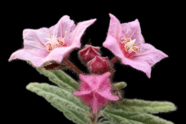 APII jpeg image of Commersonia magniflora  © contact APII