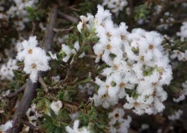 APII jpeg image of Leucopogon microphyllus var. pilibundus  © contact APII