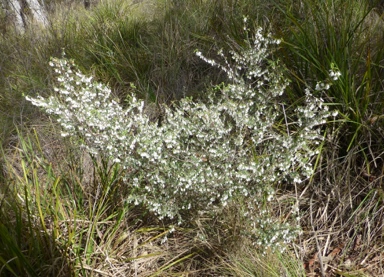 APII jpeg image of Leucopogon fletcheri subsp. brevisepalus  © contact APII