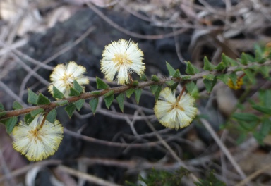 APII jpeg image of Acacia gunnii  © contact APII