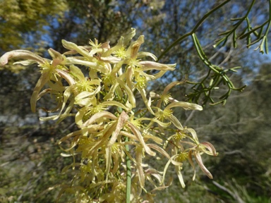 APII jpeg image of Clematis leptophylla  © contact APII