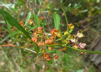 APII jpeg image of Dodonaea viscosa subsp. spatulata  © contact APII