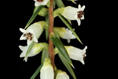 APII jpeg image of Leptecophylla juniperina subsp. parvifolia  © contact APII