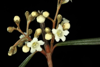APII jpeg image of Logania albiflora  © contact APII