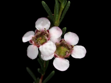 APII jpeg image of Thryptomene micrantha  © contact APII