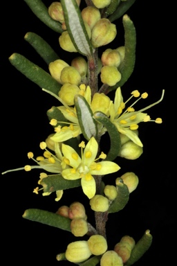 APII jpeg image of Leionema phylicifolium  © contact APII