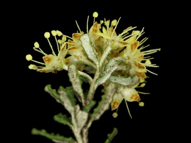 APII jpeg image of Phebalium glandulosum subsp. macrocalyx  © contact APII