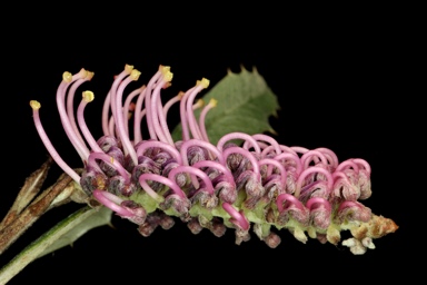 APII jpeg image of Grevillea wilkinsonii  © contact APII