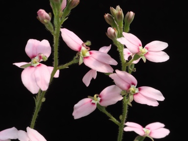 APII jpeg image of Stylidium ireneae  © contact APII