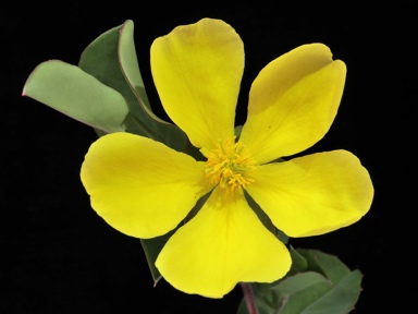 APII jpeg image of Hibbertia cunninghamii  © contact APII