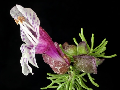 APII jpeg image of Prostanthera florifera  © contact APII