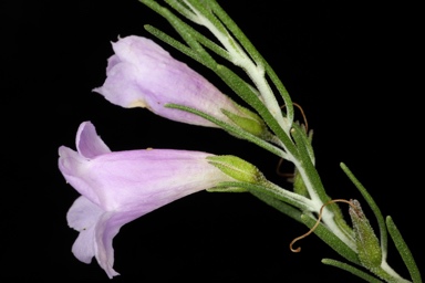 APII jpeg image of Eremophila microtheca  © contact APII