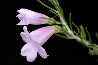 APII jpeg image of Eremophila microtheca  © contact APII