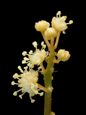 APII jpeg image of Croton verreauxii  © contact APII