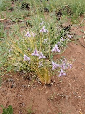 APII jpeg image of Thysanotus sp. Eremaean (S.van Leeuwen 1067)  © contact APII