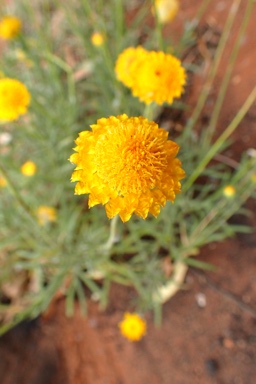 APII jpeg image of Leucochrysum stipitatum  © contact APII