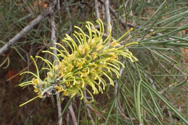 APII jpeg image of Hakea lorea subsp. lorea  © contact APII