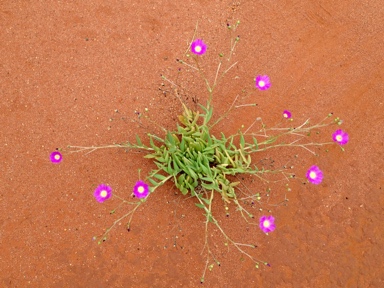 APII jpeg image of Calandrinia balonensis  © contact APII