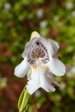 APII jpeg image of Prostanthera striatiflora  © contact APII