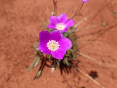 APII jpeg image of Calandrinia reticulata  © contact APII