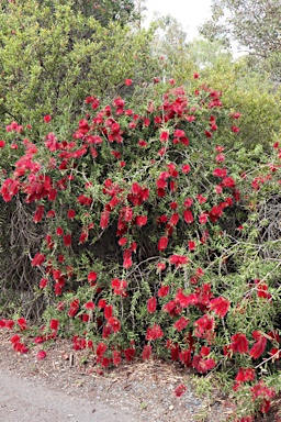 APII jpeg image of Callistemon citrinus 'Firebrand'  © contact APII