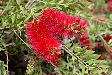 APII jpeg image of Callistemon citrinus 'Firebrand'  © contact APII