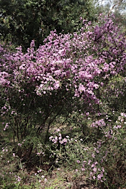 APII jpeg image of Leptospermum rotundifolium  © contact APII