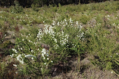 APII jpeg image of Kunzea ambigua  © contact APII