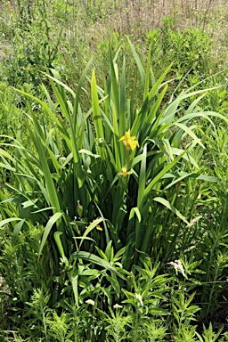 APII jpeg image of Iris pseudacorus  © contact APII