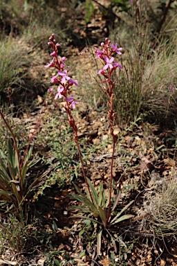 APII jpeg image of Stylidium armeria subsp. armeria  © contact APII