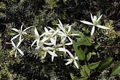 APII jpeg image of Clematis aristata  © contact APII