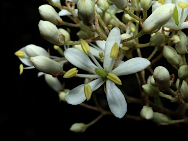 APII jpeg image of Bursaria spinosa subsp. lasiophylla  © contact APII