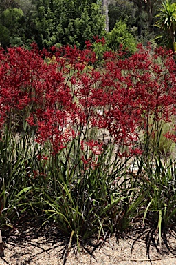 APII jpeg image of Anigozanthos 'Landscape Red'  © contact APII