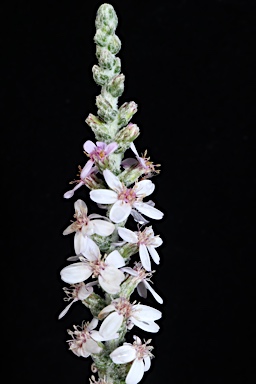 APII jpeg image of Olearia lanuginosa  © contact APII