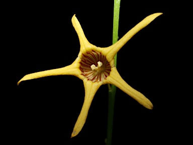 APII jpeg image of Anthocercis lilicifolia subsp. ilicifolia  © contact APII