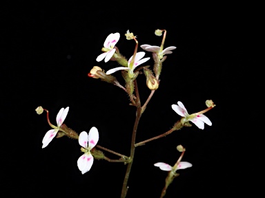 APII jpeg image of Stylidium caespitosum  © contact APII