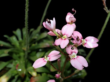 APII jpeg image of Stylidium ireneae  © contact APII