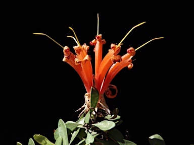 APII jpeg image of Lambertia inermis  © contact APII